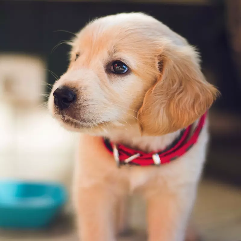 How To Bring A Dog To The Usa From The Uk
